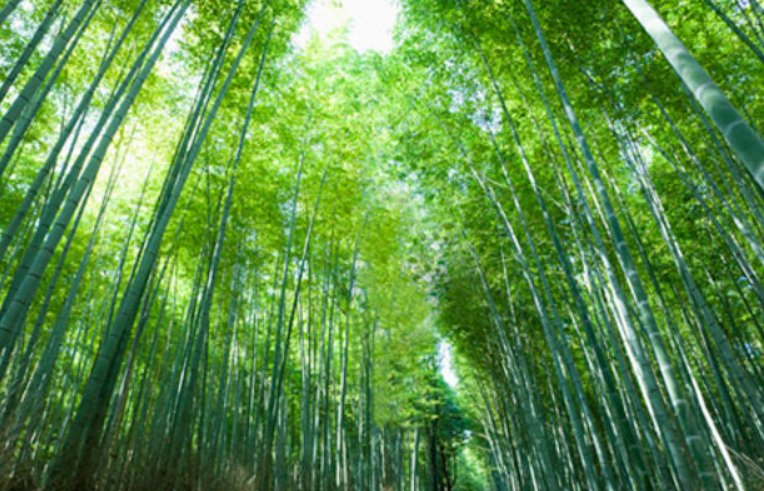 楠竹花架怕水怕晒吗