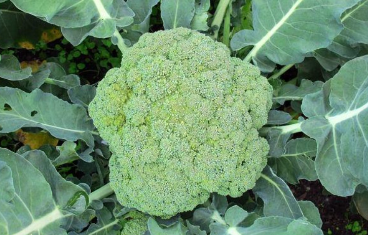 越冬花菜的种植日期