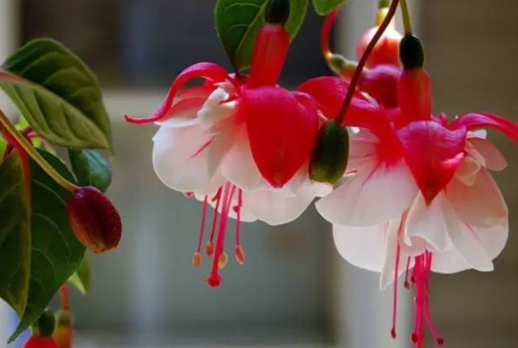 金钟花的养殖方法和注意事项