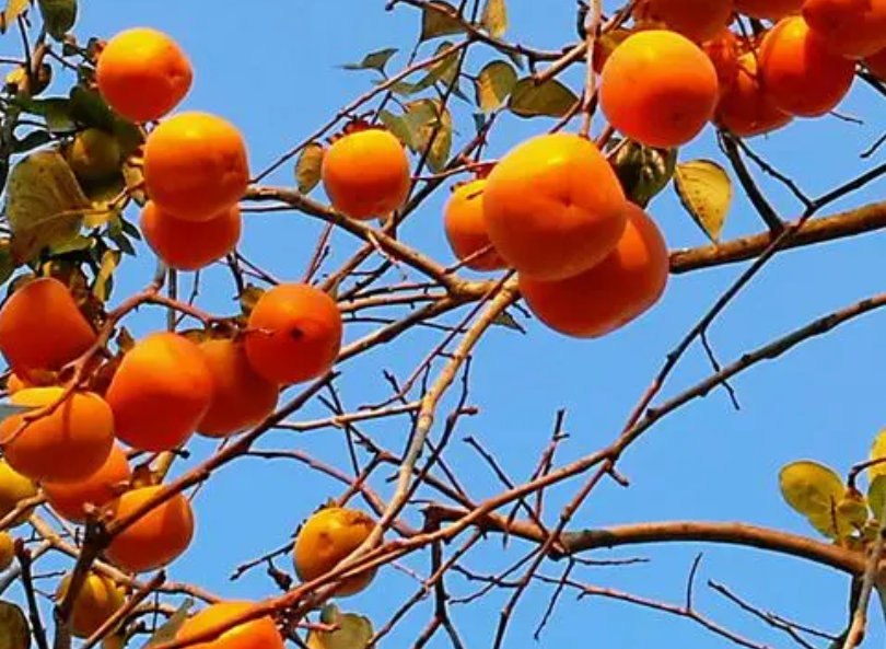 柿子树可以嫁接桂花树吗