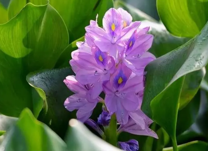 水葫芦的开花情况