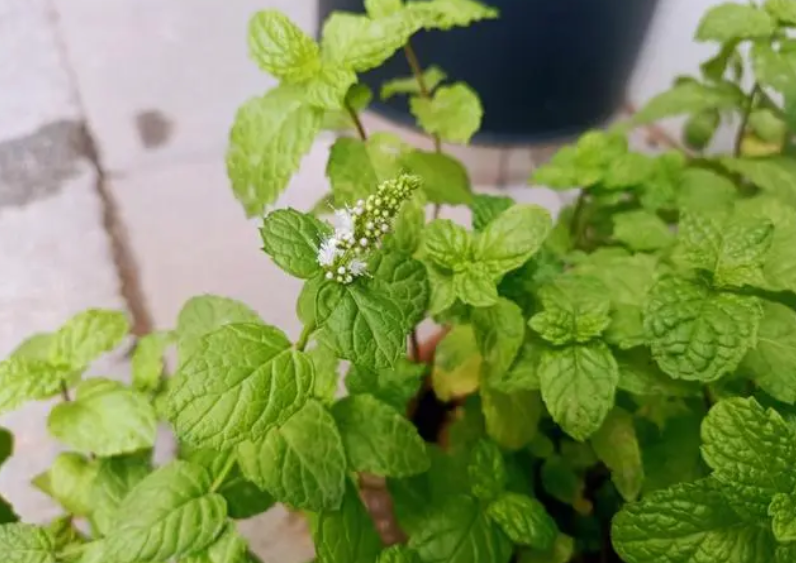 薄荷开花说明养得好吗