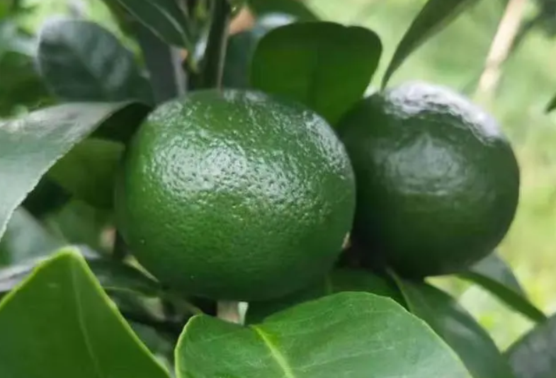 果树钙肥的正确使用