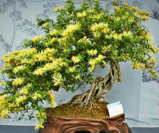 金银花种子什么时候播种