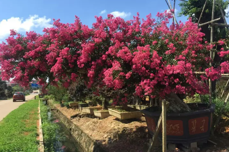 红花紫薇盆景怎样养殖