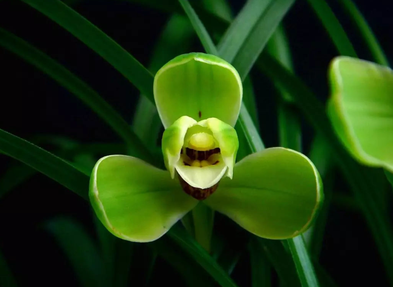 宋梅兰花什么时候开花