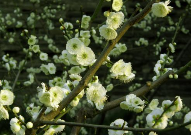 绿梅开花什么寓意