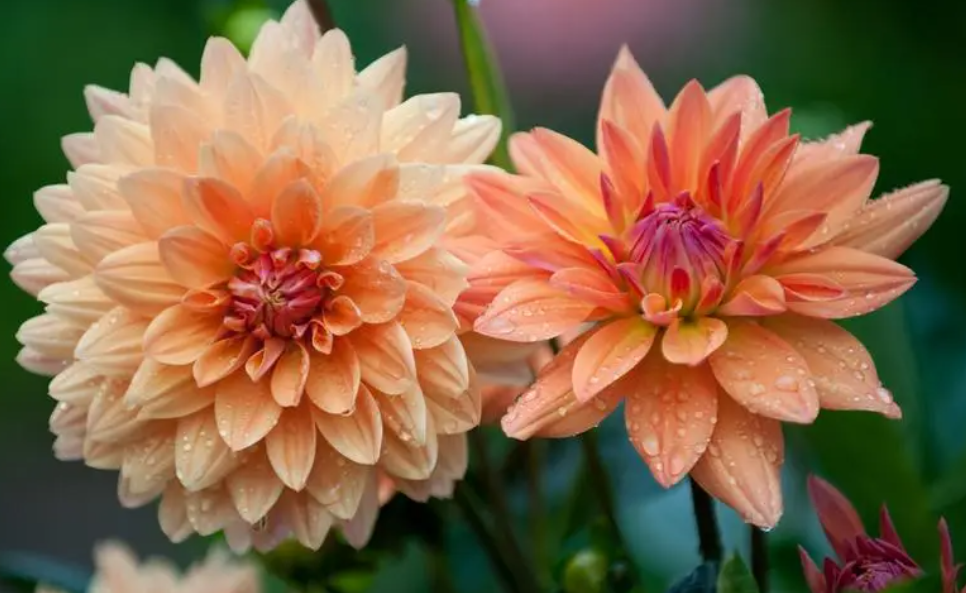 大丽花一年开几次花