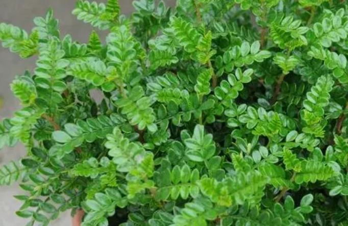 清香木与米兰花怎分别