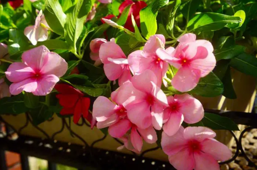 刚移栽的长春花应该注意些什么