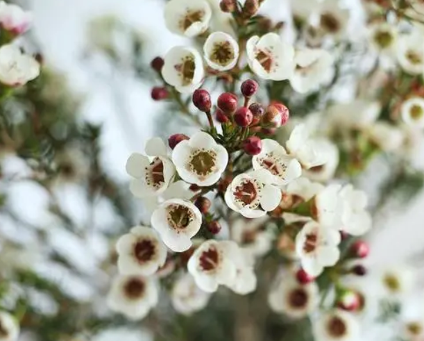 鲜切花腊梅的养护方法