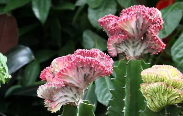 麒麟花的寓意和象征意义