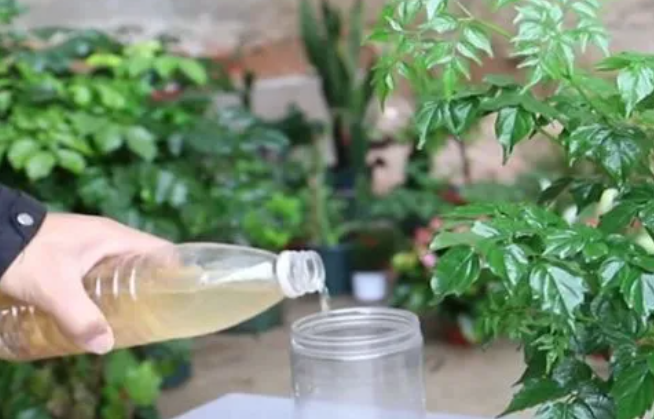 浇什么能杀死树木