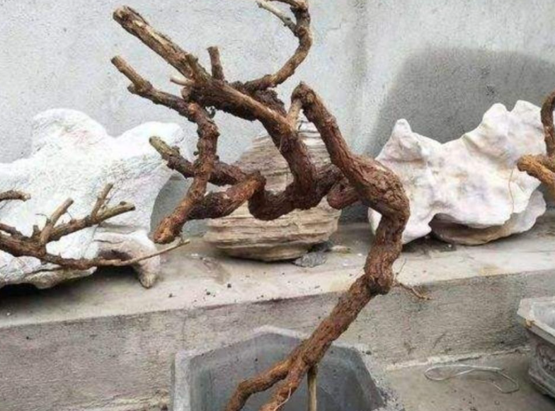 用枯树枝做的盆景