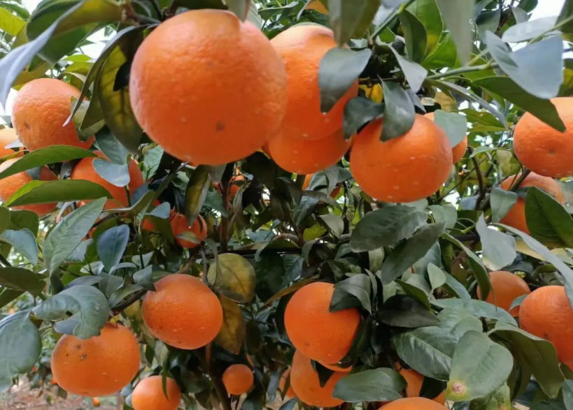 沃柑的子种下能长成沃柑树吗