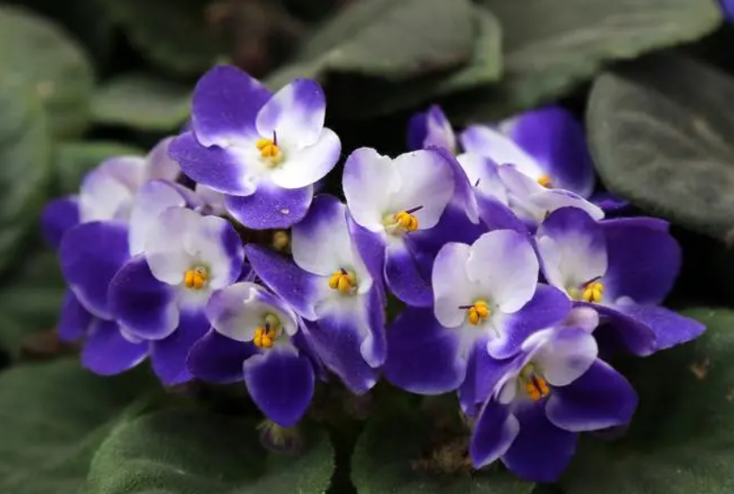 非洲堇一年开几次花