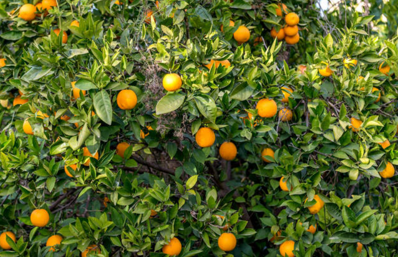 桔子树种植几年结果