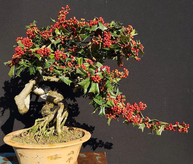 几年枸骨盆景能开花结果