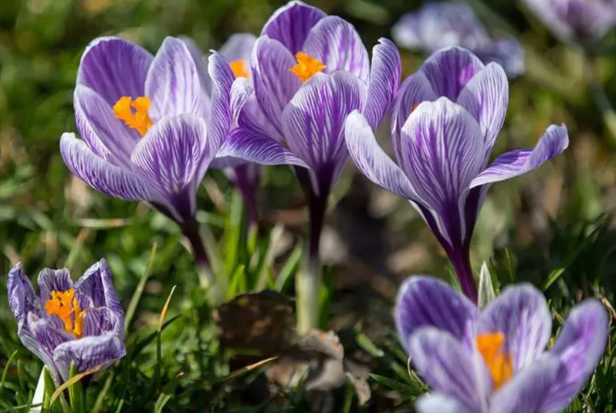 藏红花的养护管理