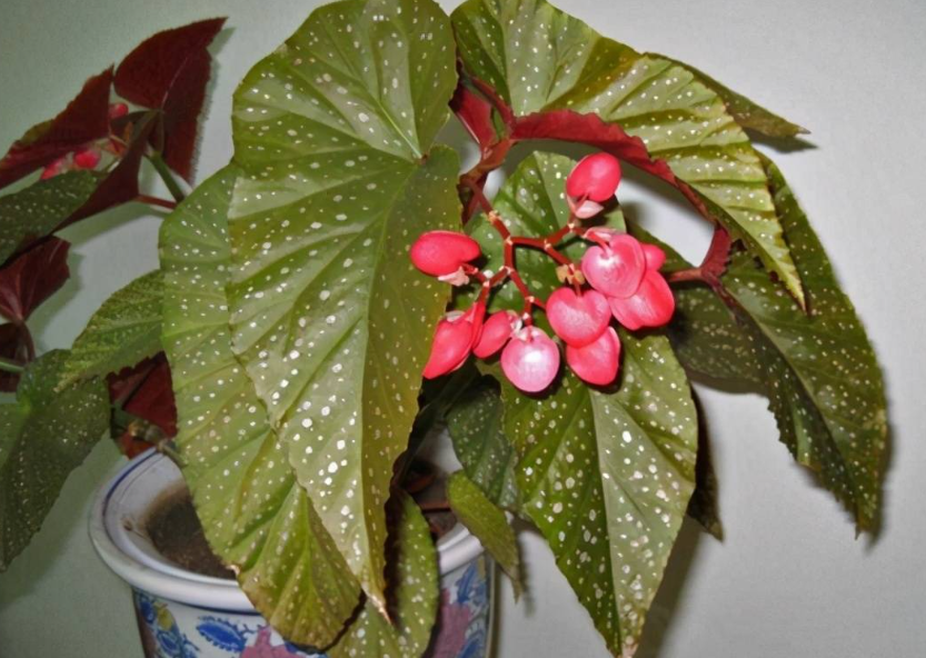 斑叶竹节秋海棠花期