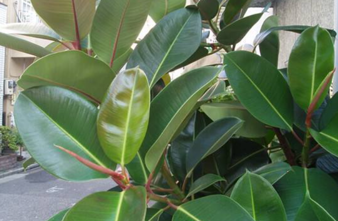 橡皮树适合在太阳底下晒吗