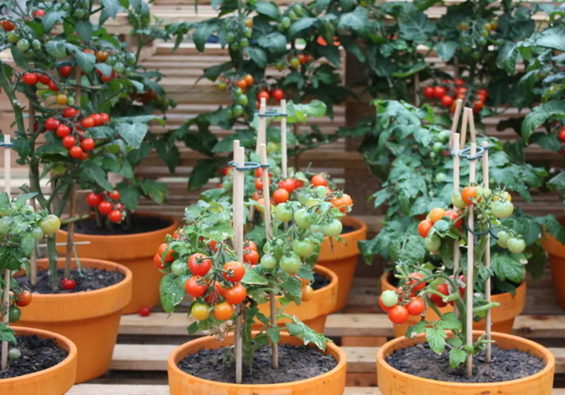 一加仑的花盆可以种番茄吗