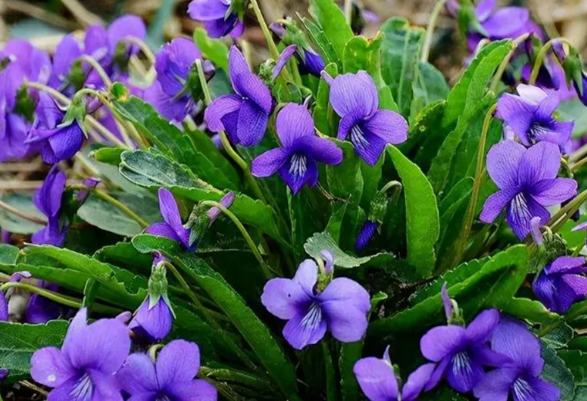 紫地丁和紫花地丁一样吗