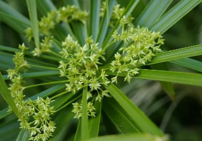 伞竹开花象征什么