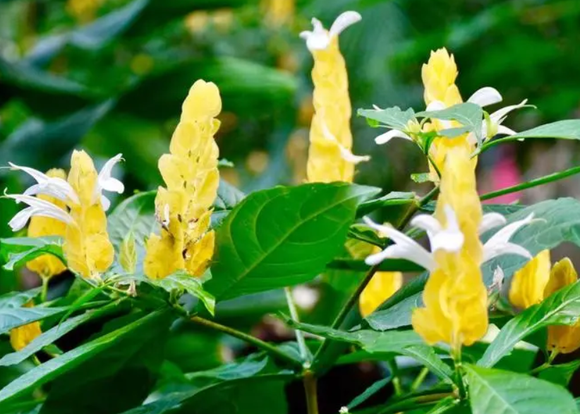 金包银花卉怎么养护