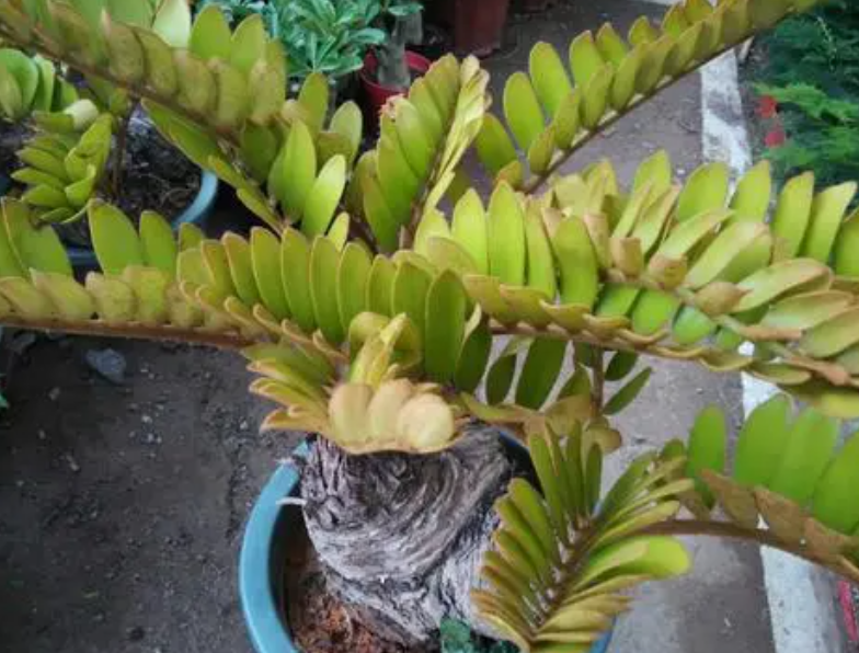 墨西哥铁树有几种