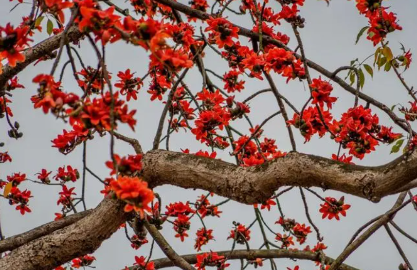 怎么样种木棉树最好的