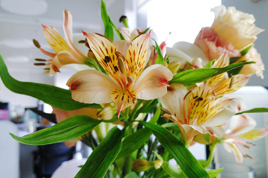 鲜切六出花可以养多久