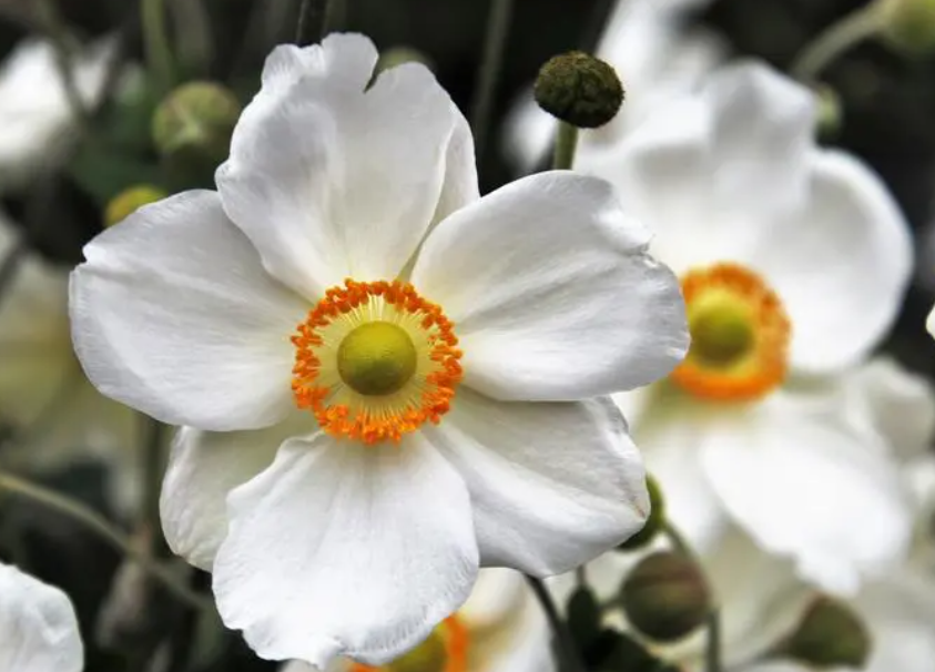 冬季耐寒的花卉有哪些