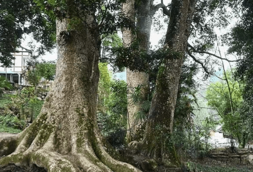 金丝楠木树苗能在北方种植吗