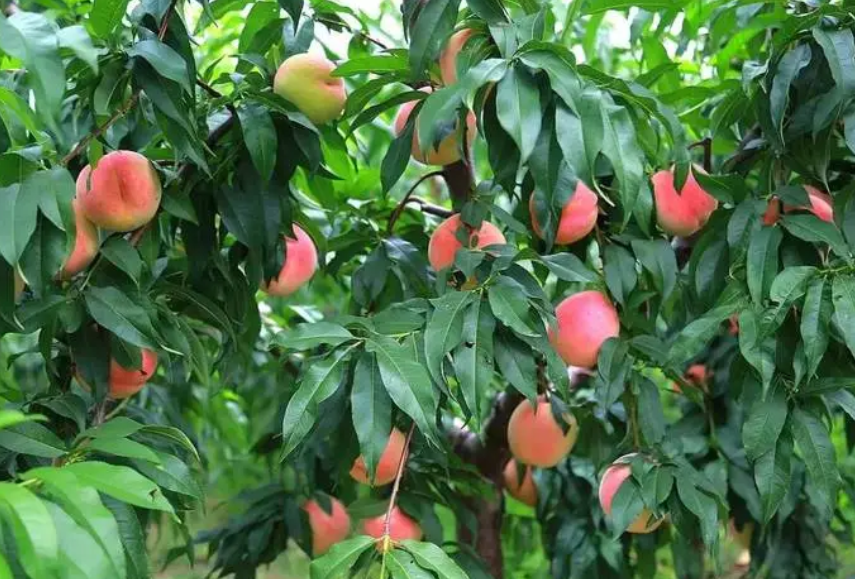 秋天移栽桃树能活吗