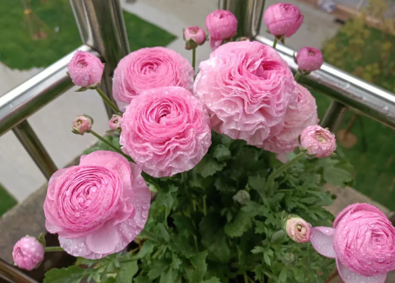 花毛茛什么时候种植