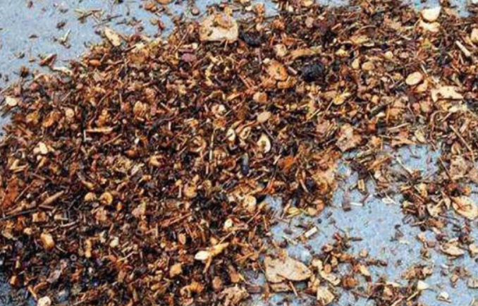 中药渣怎样养兰花