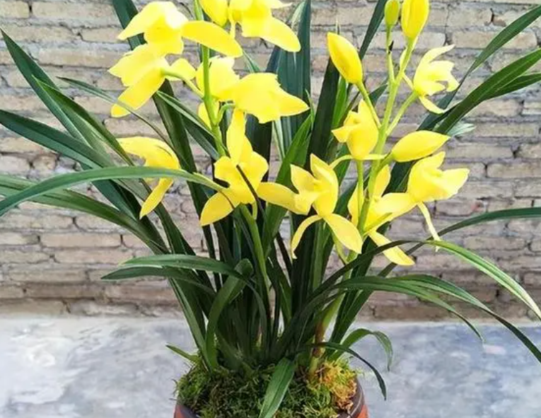 黄金小神童兰花价格