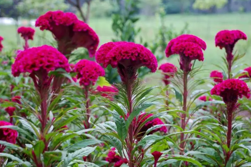 鸡冠花的种子在哪里