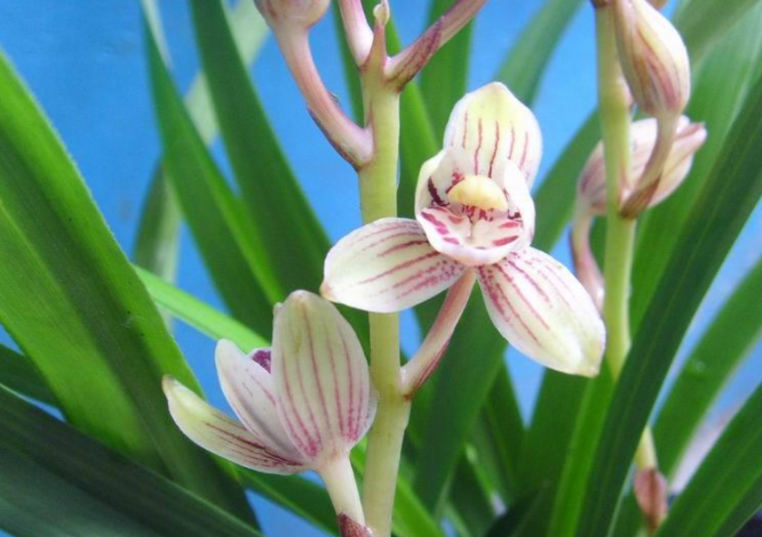 荷花兰的介绍以及特点