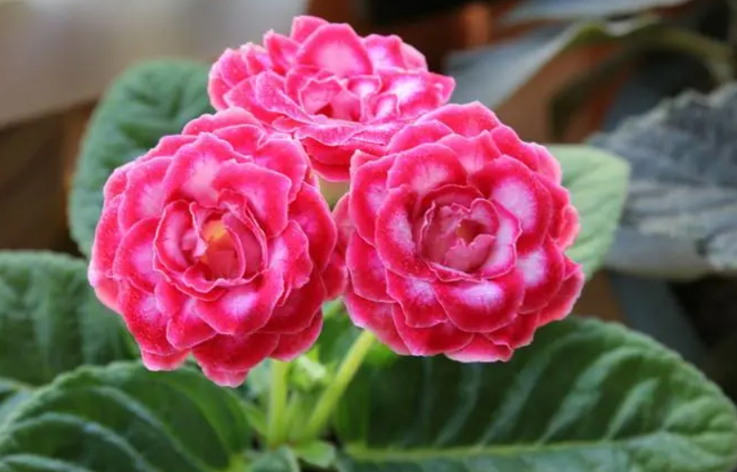 大岩桐花怎么养上什么肥