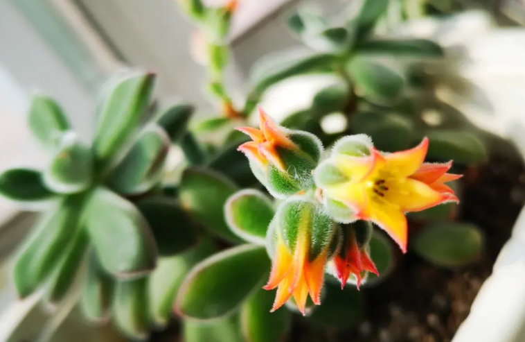 薄化妆多肉开花会死吗