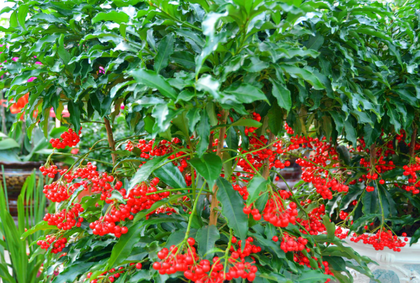 朱砂根花期怎样护理