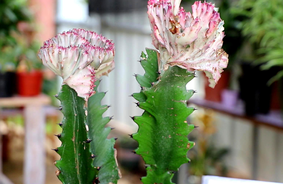 霸王鞭是龙骨花吗