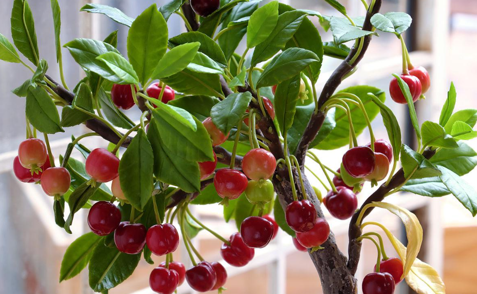 盆栽樱桃树怎么修剪