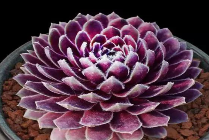 紫灵仙子花好养吗