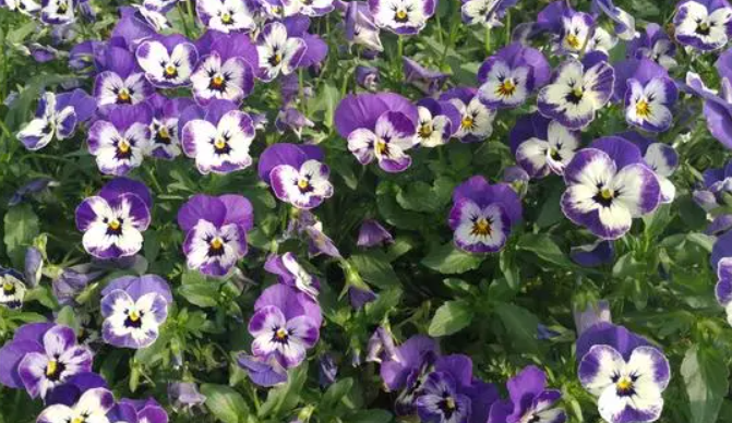 猫儿脸什么时候开花