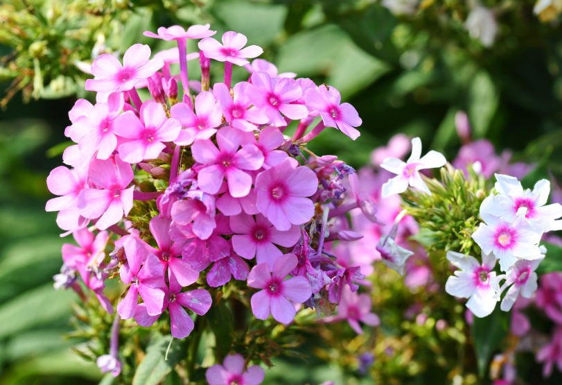 福寿花种子种植方法和时间