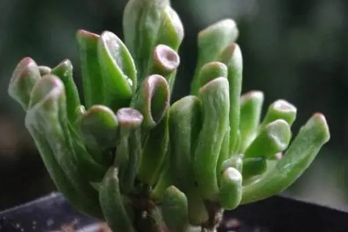 筒叶花月和玉树的区别