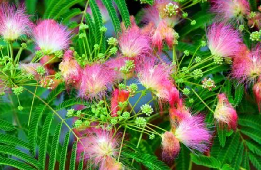 合欢花几月份开花